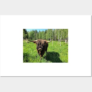 Scottish Highland Cattle Bull 2416 Posters and Art